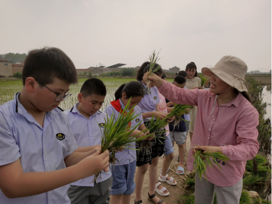 泗阳县实验小学开展插秧活动：不负时光 插下希望