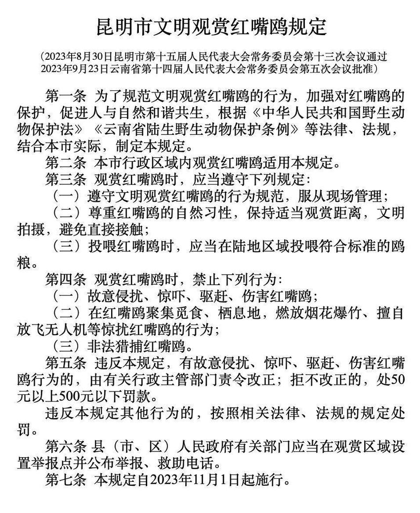 这些行为将被禁止！《昆明市文明观赏红嘴鸥规定》11月1日起施行