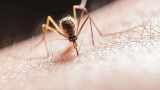 健康科普|面对“升级”的蚊子包，该如何处理？