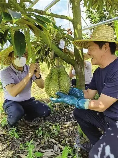 “还不够中国人塞牙缝！”国产榴莲“翻车”了？