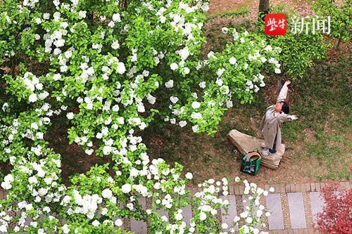 “醉”卧花下，绣球花竞相绽放