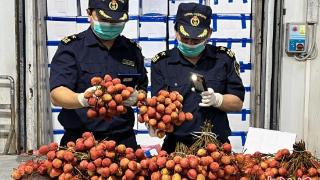 中国荔枝主产区减产 大量越南荔枝进口上市