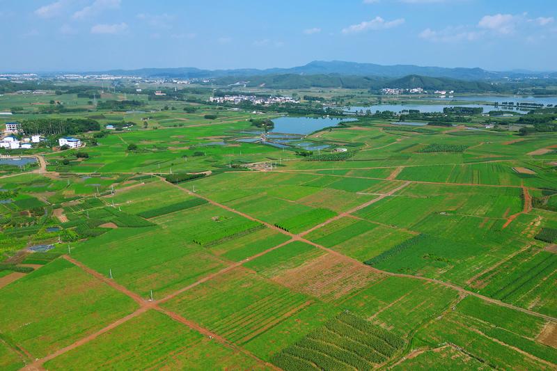 横州石塘镇：万亩西瓜火热上市