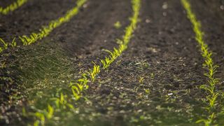 玉米大豆复合种植一地两种助增收