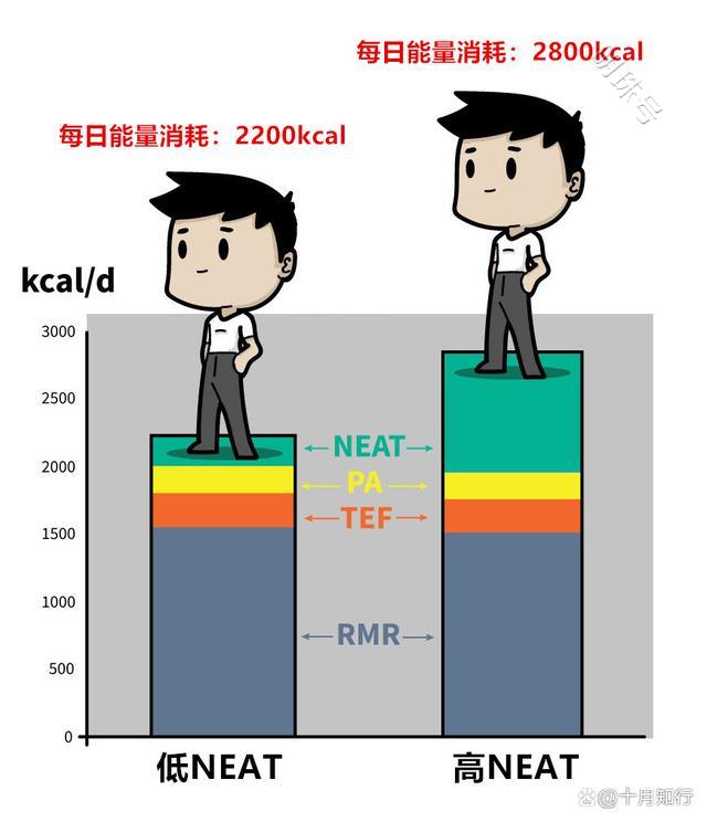 如何提升代谢水平，让减脂更高效？一文参考下