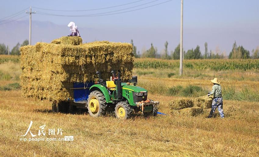 甘肃民乐：麦草打捆 秸秆再“生”