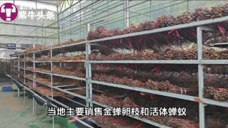 合作社一年卖近两千万根卵枝，七旬大爷一月挣7000元