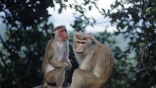 为什么斯里兰卡想向中国出口10万只猕猴？