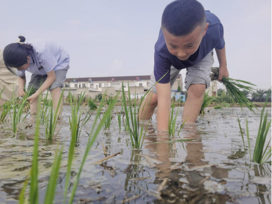 泗阳县实验小学开展插秧活动：不负时光 插下希望