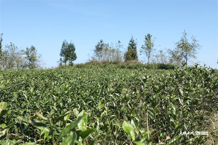 聚焦普安高质量发展｜老茶园的新茶香