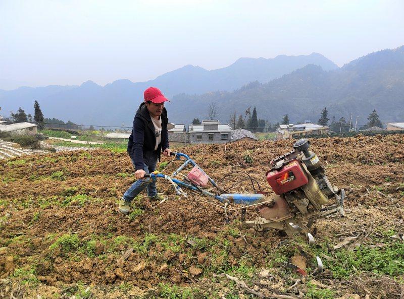 泸州市叙永县：大学生拒当白领返乡当烟农