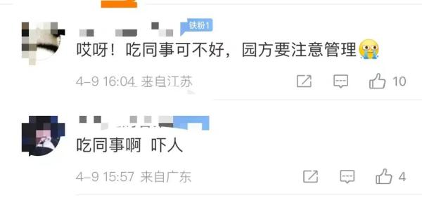 凭实力加餐？动物园老虎吃了孔雀！网友：吃同事可不好…