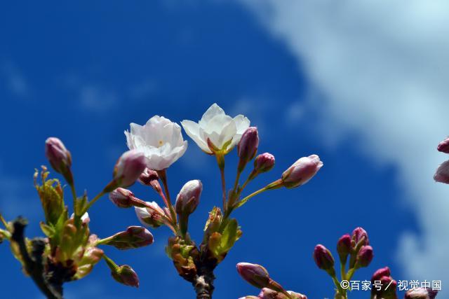 千言万语不再是曾经，细水长流也只是赏了樱花，少了一人