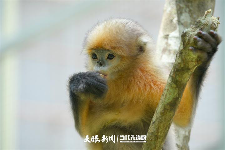 黔东大地山青水绿万象新｜绿色铜仁现代化建设一线观察