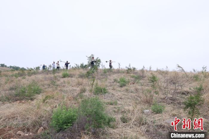 太行山上的造林队：15年植树1170万株 10万荒山披绿装