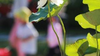 洪湖公园发现今年首株并蒂莲荷花品种为“金碧辉煌”