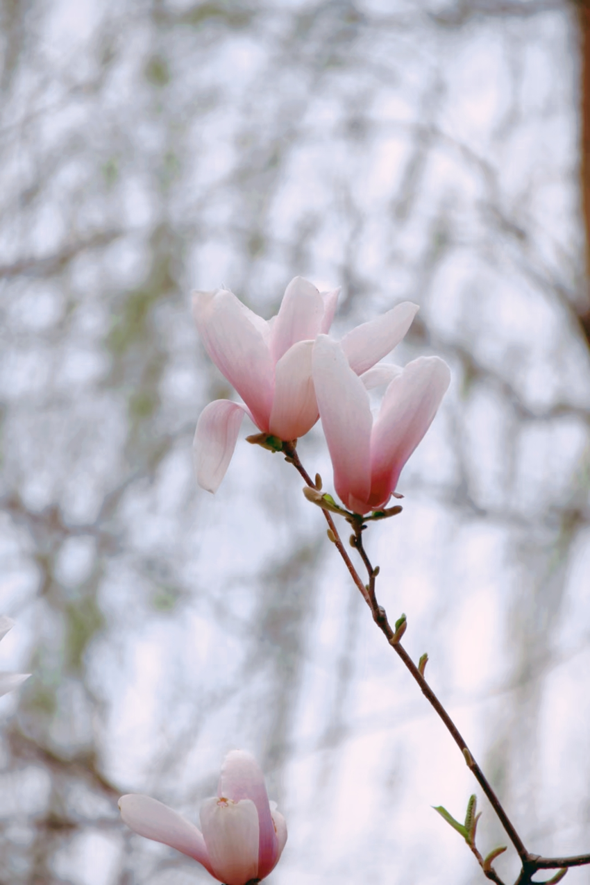 高新“校花”来啦，你Pick哪家？