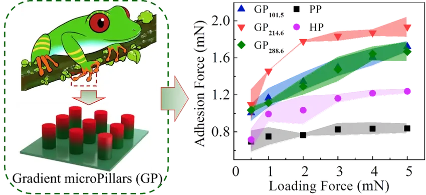 受树蛙启发的梯度微柱阵列可在干燥和潮湿表面上具有牢固黏附力