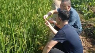 防治水稻病虫害，守护百姓“米袋子”