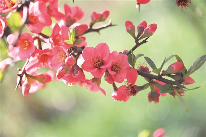 木瓜花开春意浓