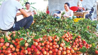 荔枝挂满树 助农喜增收