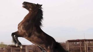 中国人最熟悉的一匹马是什么，可能就是赤兔马了