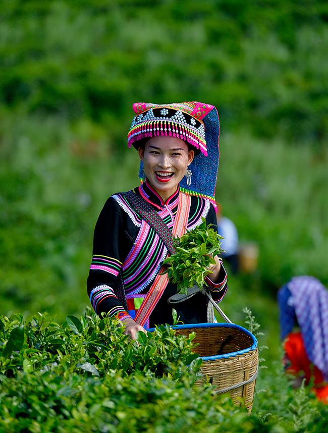 云南临沧凤庆红茶节启幕