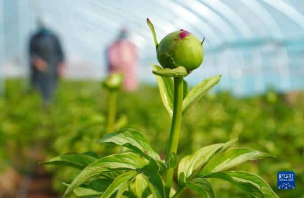 山东菏泽：芍药鲜切花进入花蕾成熟关键期