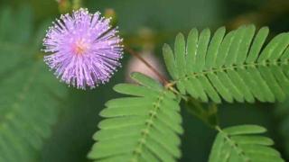 含羞草虽有趣，但养护需谨慎，尤其家中有孕妇或孩子的花友要注意