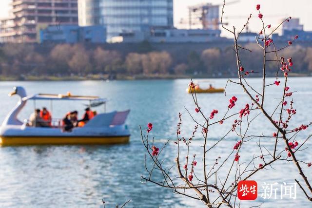 立春，南京玄武湖梅花开了！