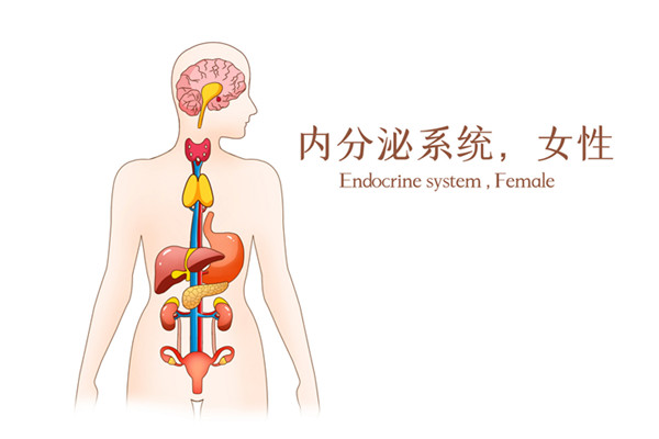 内分泌失调怎么解决