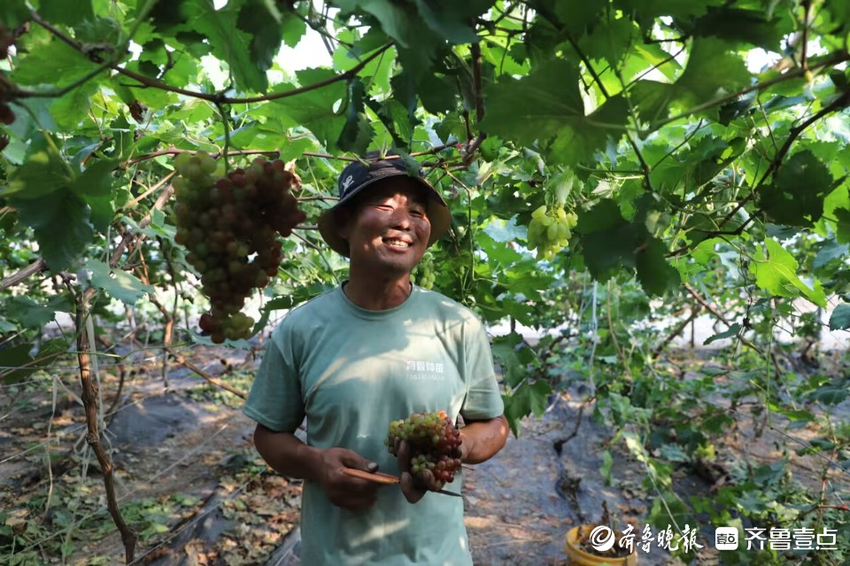 滨城区杨柳雪镇西辛庄村果蔬大丰收 采摘节供不应求