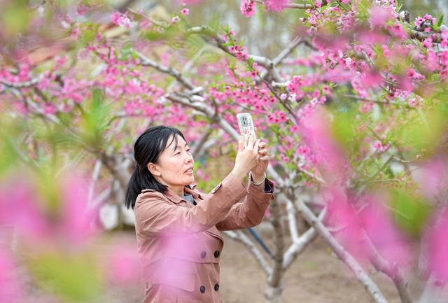 胶州“花映上合‘桃’醉胶北”桃花季今日开幕