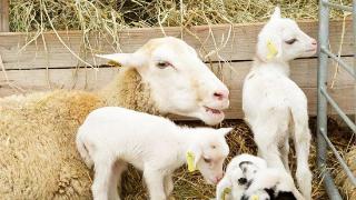 母羊接产前要做哪些准备？母羊产羔前的准备工作有哪些？