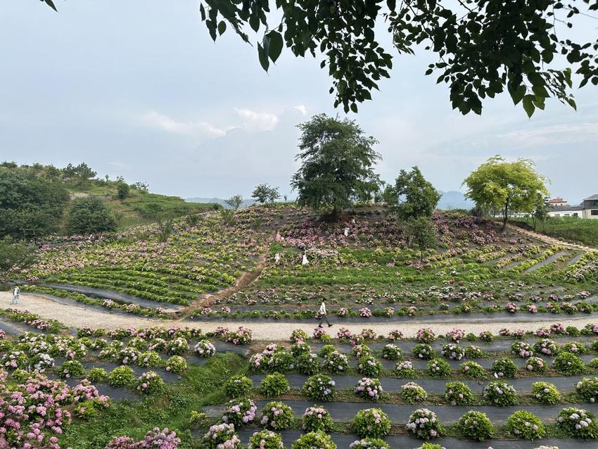 夏日颜值担当登场 惠水百亩绣球花等你来打卡