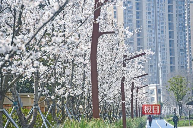 穿越“时光隧道”，樱花扑面而来