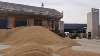 夏粮收购小麦还未“入仓”，收购商：多收陈麦，价格一斤涨了两毛钱