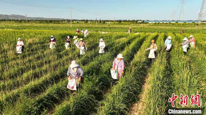 江山如画丨山西大同“双管齐下”拓宽黄花“销路”带动农民增收