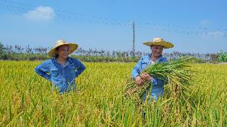 广东：稻谷清香时 夏粮喜丰收