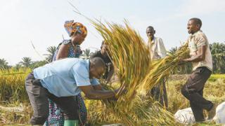 非洲国家多举措推动农业发展（国际视点）