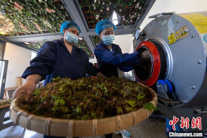 荒山绿化见成效 太行山上采茶忙