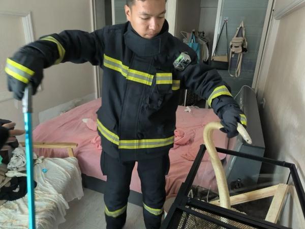 杭州一女子家中遇到巨型宠物蛇，消防员火速赶到