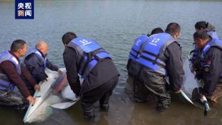 我国首次将迁地保护的江豚放归长江，身体各项指标十分健康
