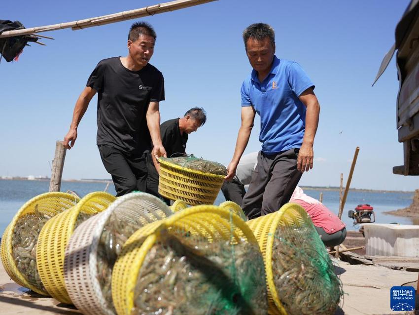 河北海兴：“蓝色粮仓”收获忙