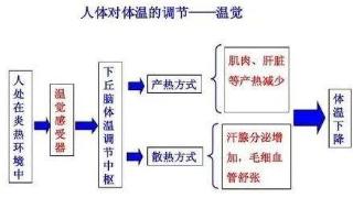 吃雪糕真能消暑？还是“听妈妈的话”，多喝热水？