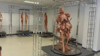 荷兰“重口味”博物馆，内部人体结构逼真，女游客不敢看