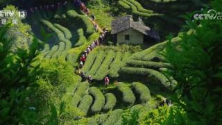 浩瀚典籍里的茶 茶的文字源头在中国