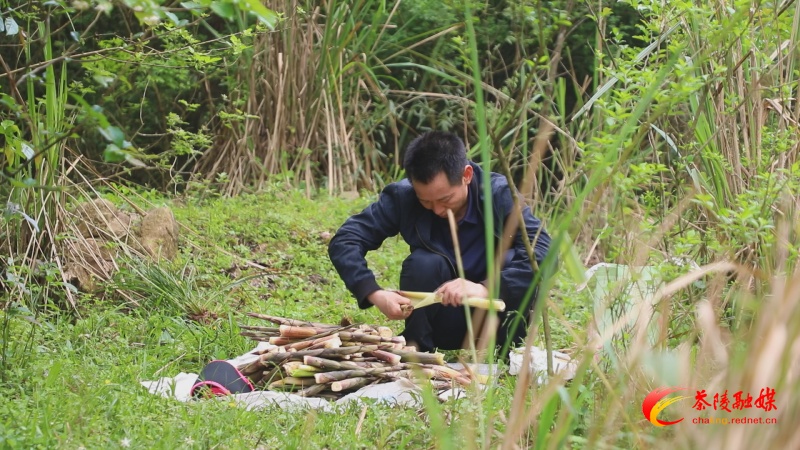 茶陵县严塘镇上尧村春笋破土而出