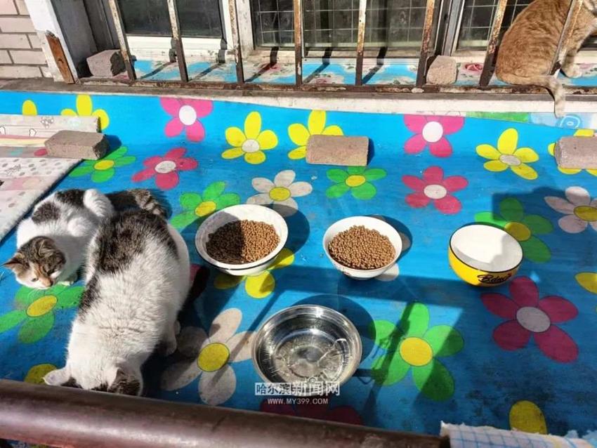 流浪猫每天来蹭饭｜冰城小区院里有个“小饭桌”