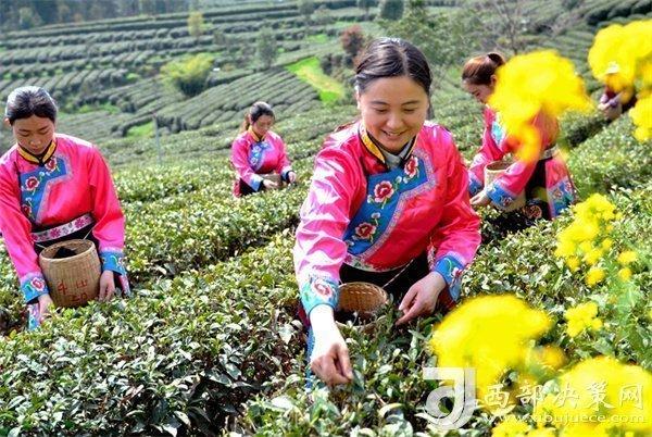 陕西宁强县王有泉：茶旅融合发展 赋能乡村振兴